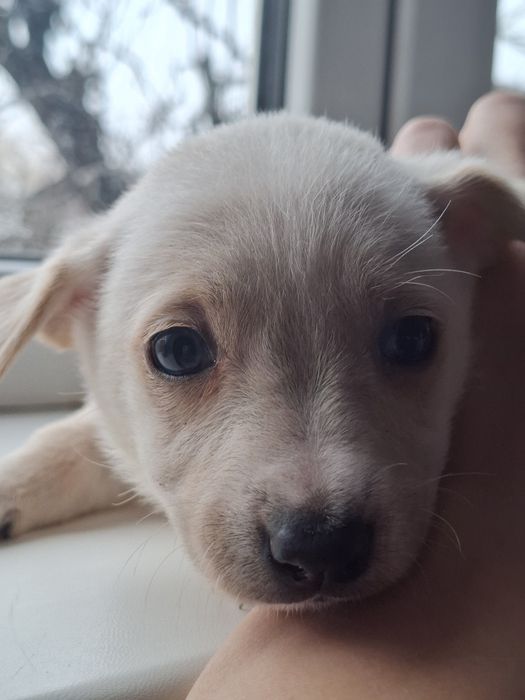 Цуценя в добрі руки, дівчинка