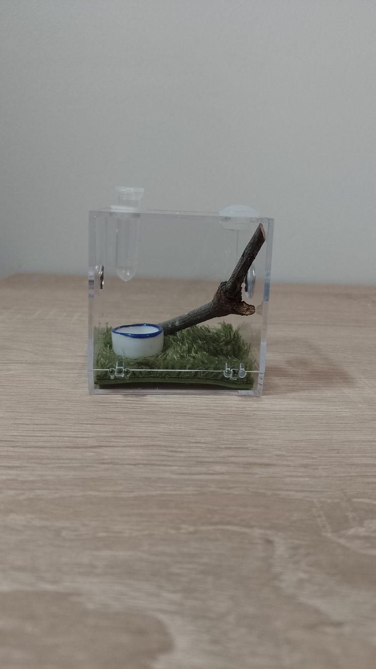 Mini terrarium akrylowe z wystrojem - dla Phidippus Regius + GRATIS