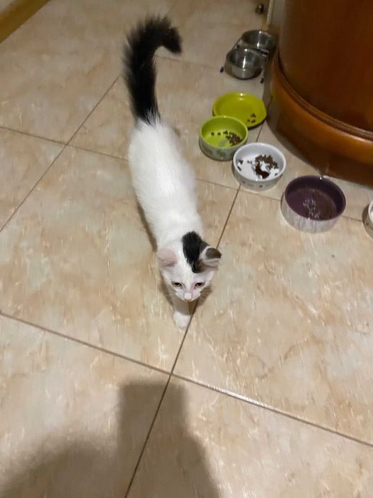 Чарівна  Хлоя шукає дім і люблячу родину! Кішка, кошеня 5 місяців