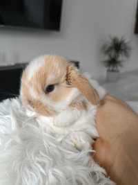 Mini lop karzełek Teddy hodowla zarejestrowana