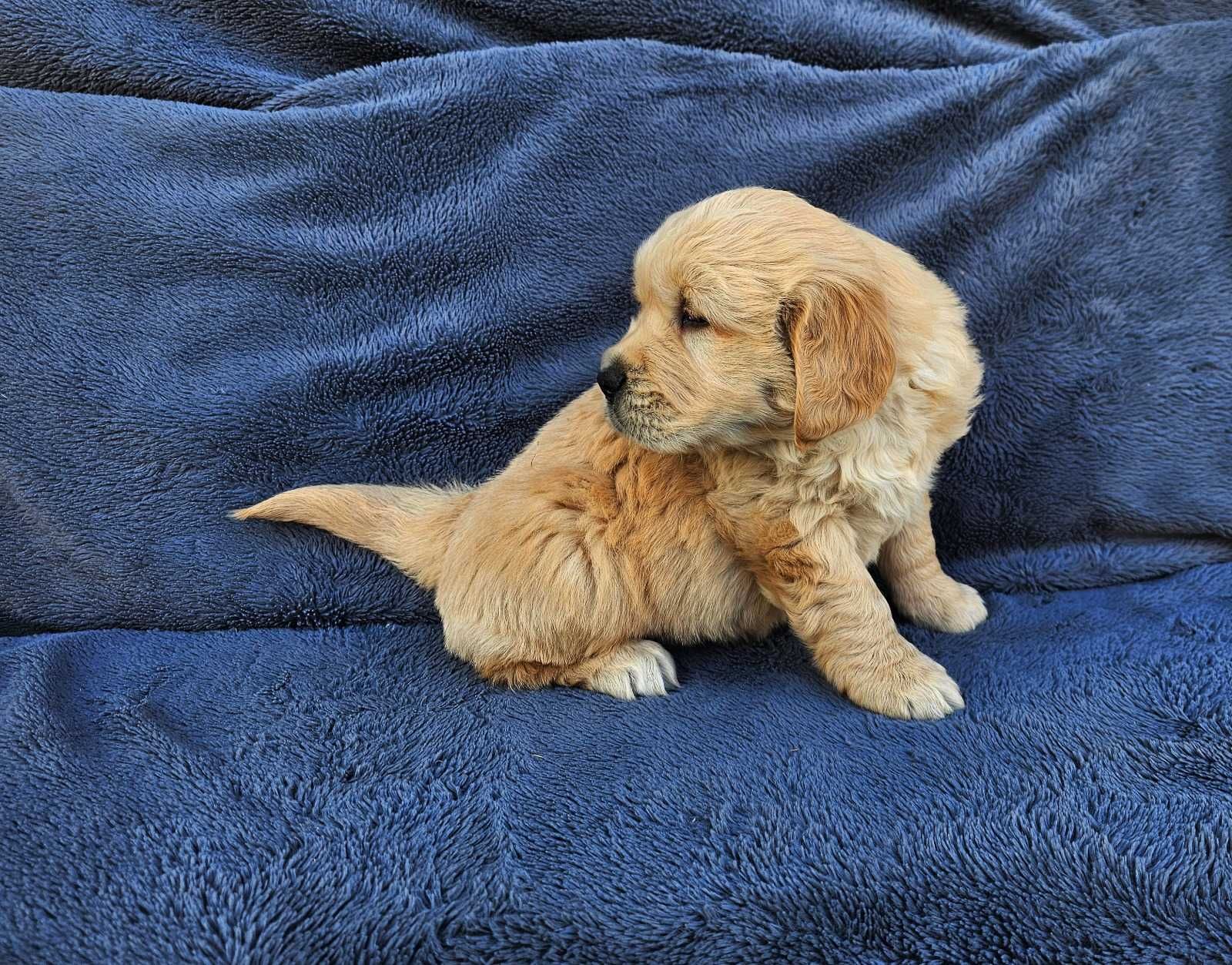 Golden Retriever - złoty szczeniak piesek.