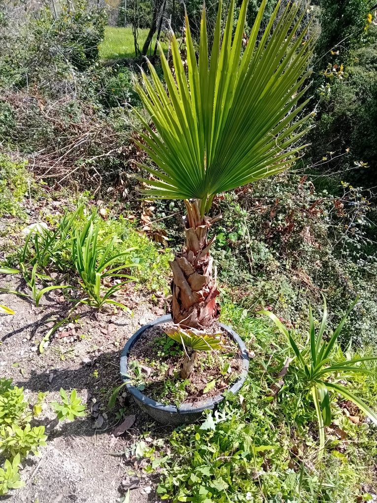 Palmeira jardim 2 arvores juntas