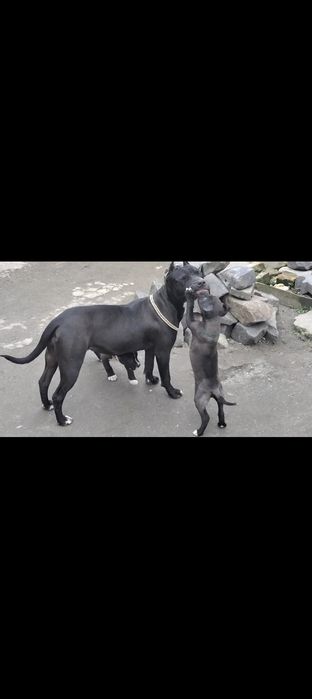 Цуценята пітбуля та амстафа