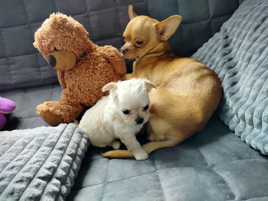 Sprzedam pieska chihuahua długowłosy