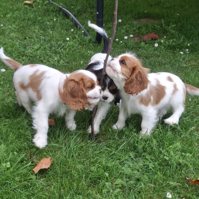 Piesek Cavalier King Charles Spaniel Związek Kynologiczny w Polsce FCI