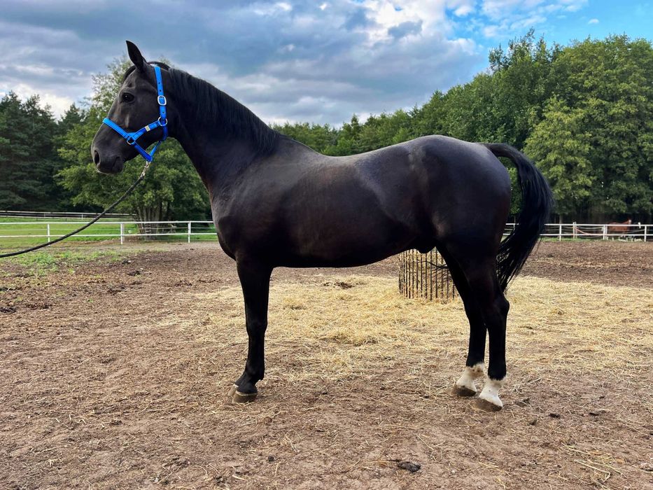 Kare wałachy po oldenburskim Grand Master
