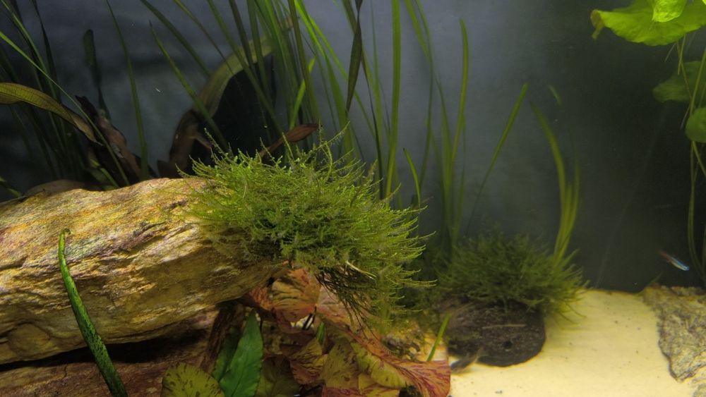 Mech jawajski do akwarium