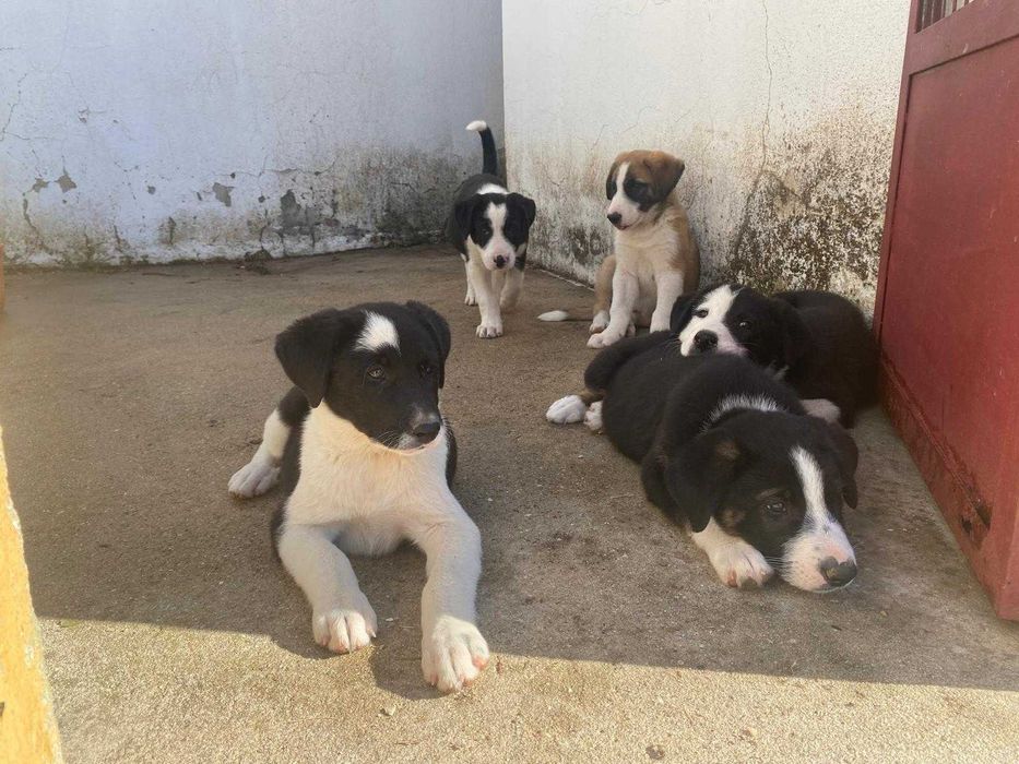 Border Collie com Rafeiro alentejano