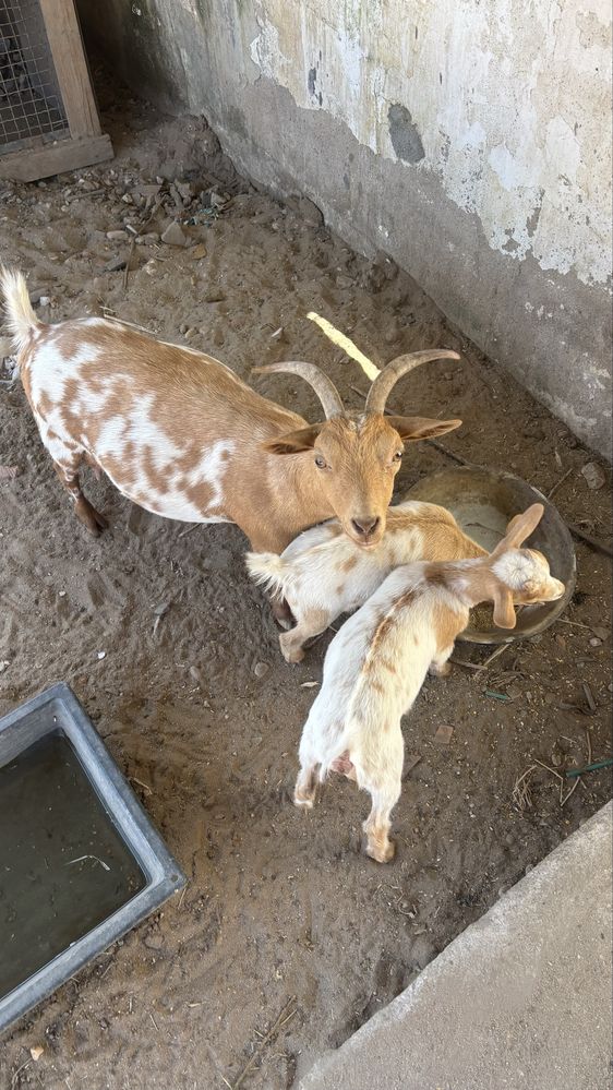 Cabras anãs mansas