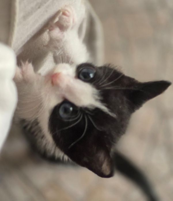 Adoção Responsável