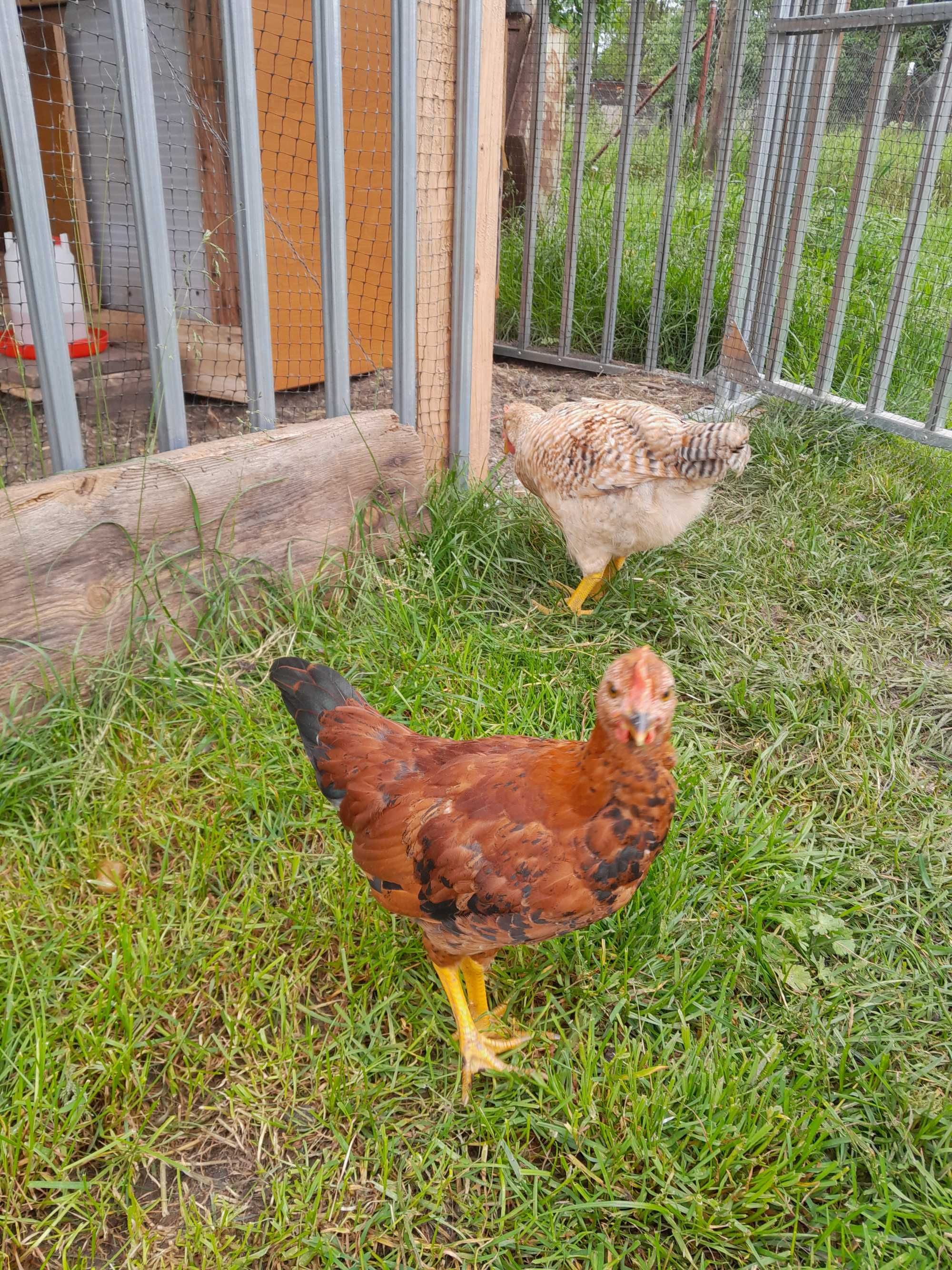 Kogucik greenshell i liliput