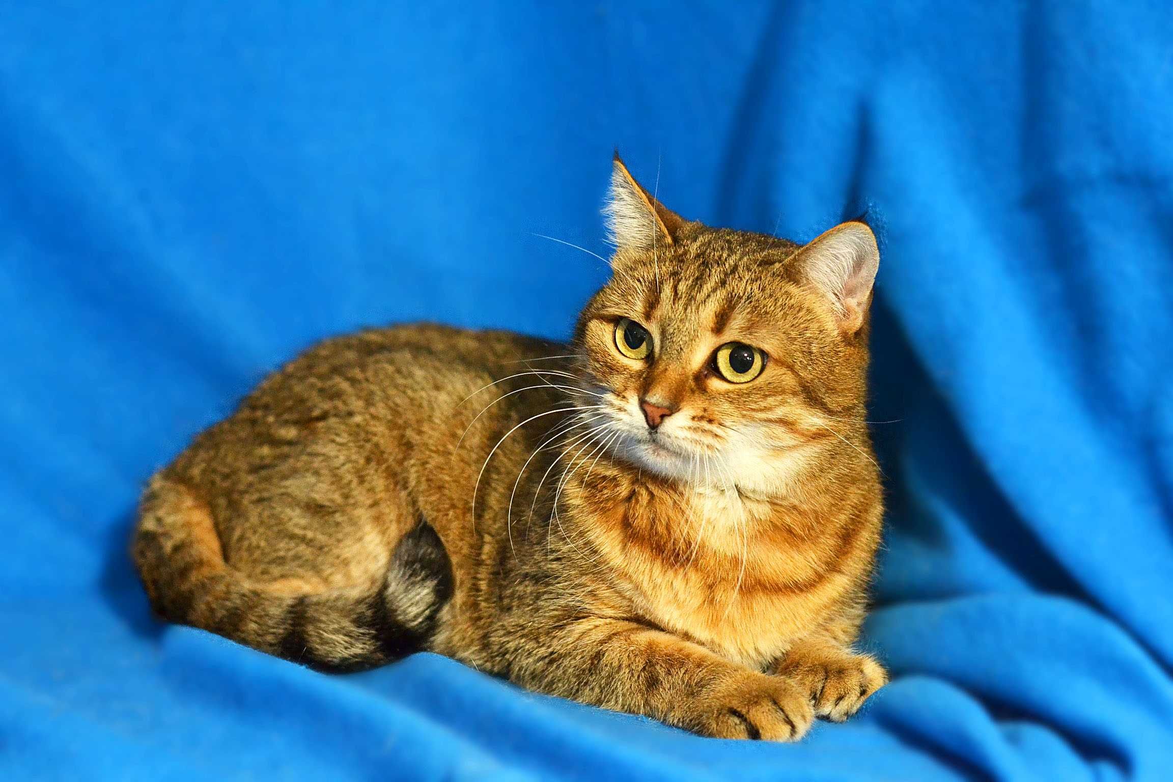 Злата, 1 год, шикарная кошечка цвета табби, кошка кот