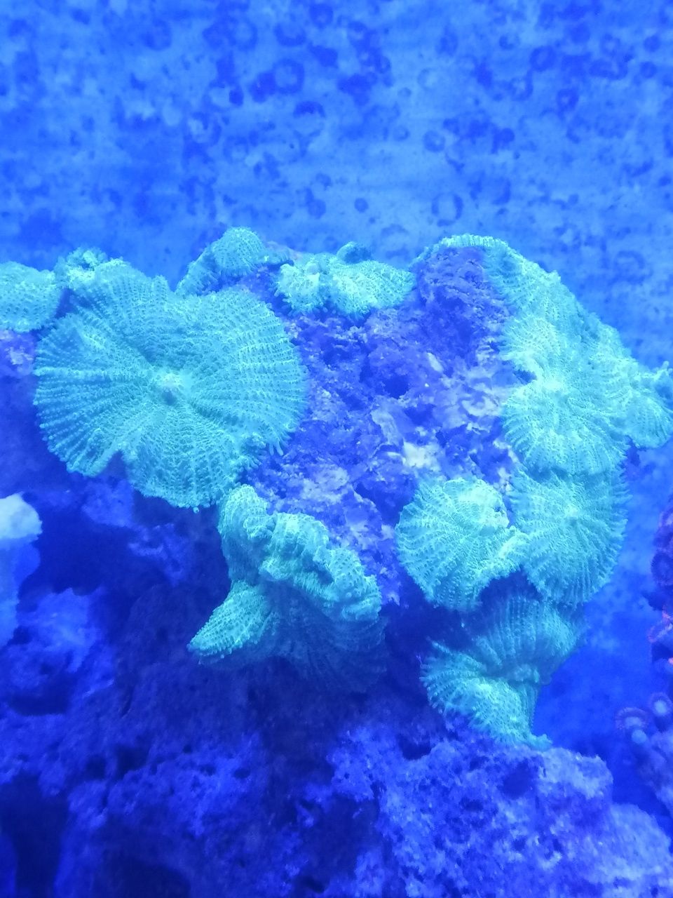 Rchodactis zielony fluo, akwarium morskie