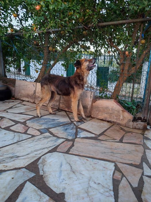 Cadela cega a precisar de ajuda