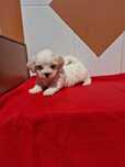 Bichon Maltes disponível