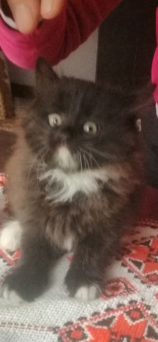 Віддамо в добрі руки цю чорненьку красуню.