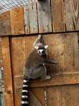 Lemur Katta / samica lemura Katta