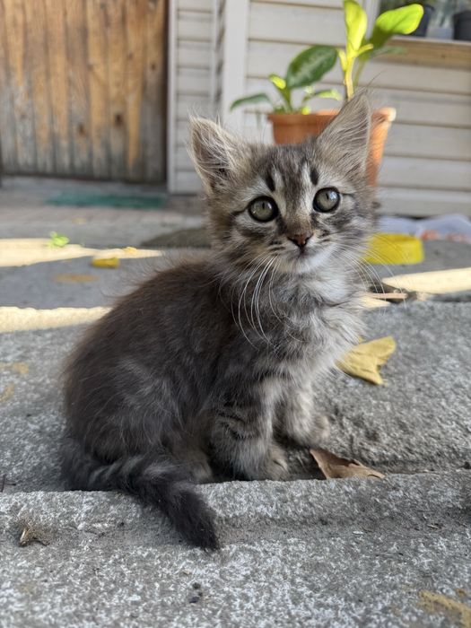 Котята в хорошие руки