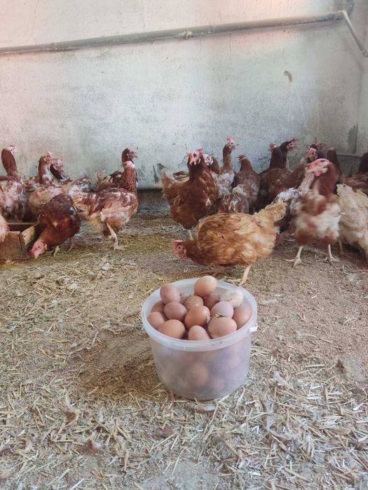 продам!КУРИ-НЕСУШКИ! Зоря! доставка безкоштовна