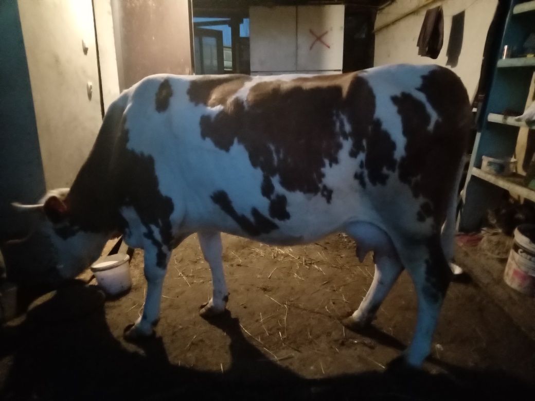 Продам молоду добру корову