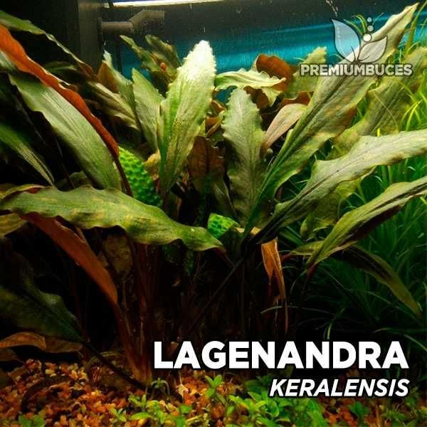 Lagenandra Keralansis - nowość