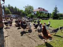 Kokoszki kogutki wolny wybieg