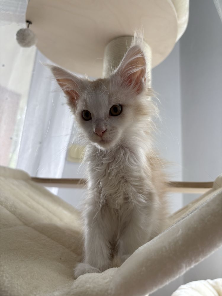 Kocur Maine Coon Gracjan