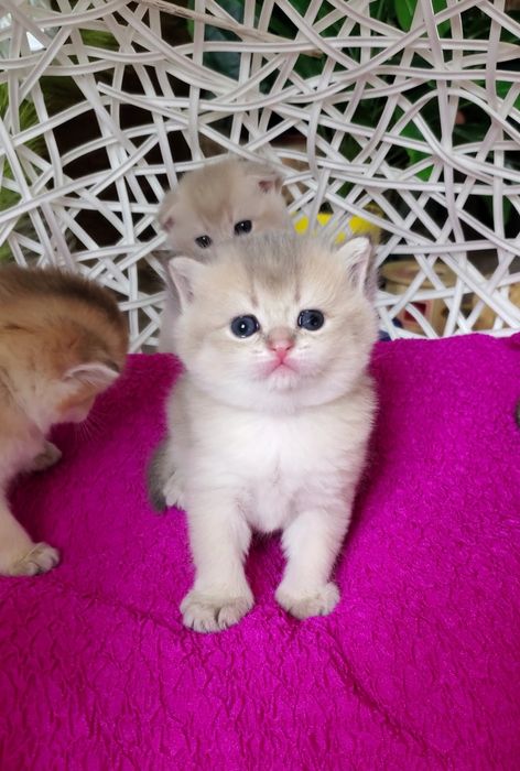 Ручные малышики, котята золотая шиншилла