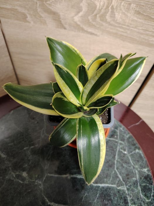 Сансевиерия Ханни Крео.