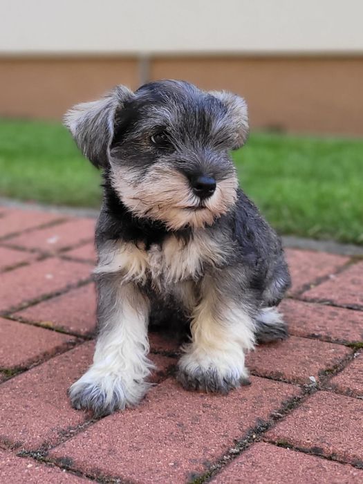 Sznaucer Miniaturowy Szczeniak Piękny