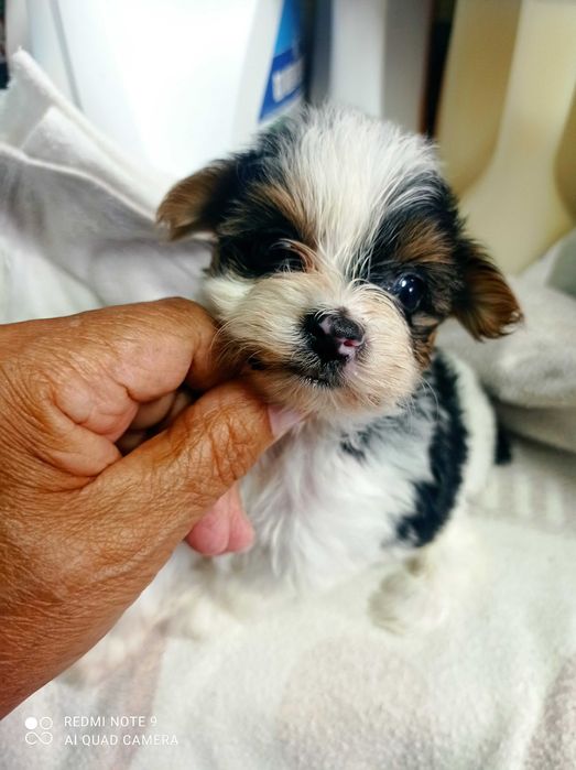 Biewer Terrier TOP
