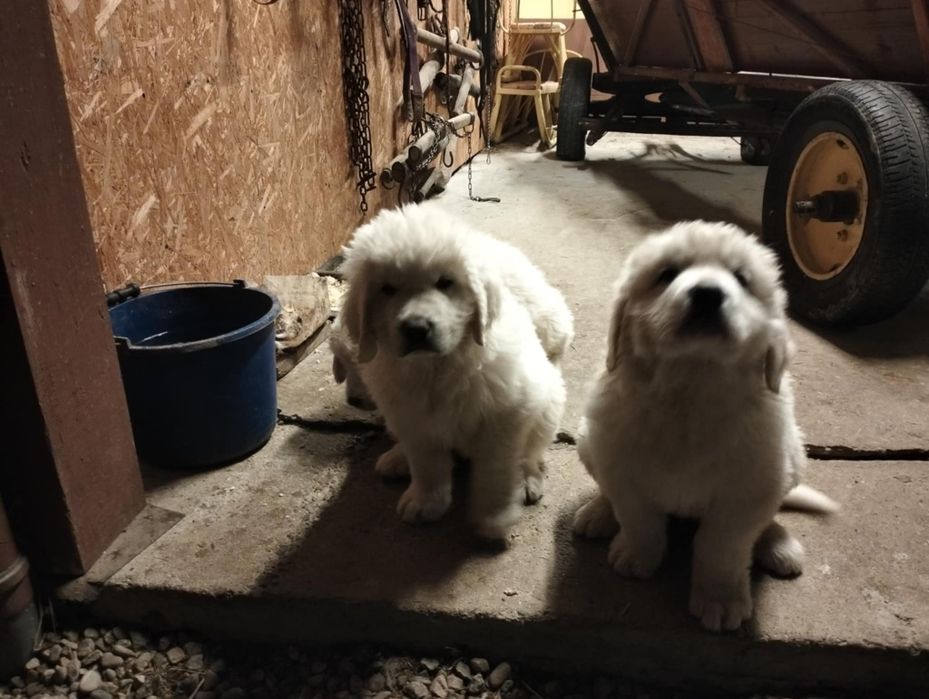 Owczarek podhalański szczeniaki