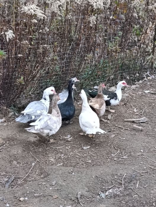 Kaczki piżmowe kolorowe