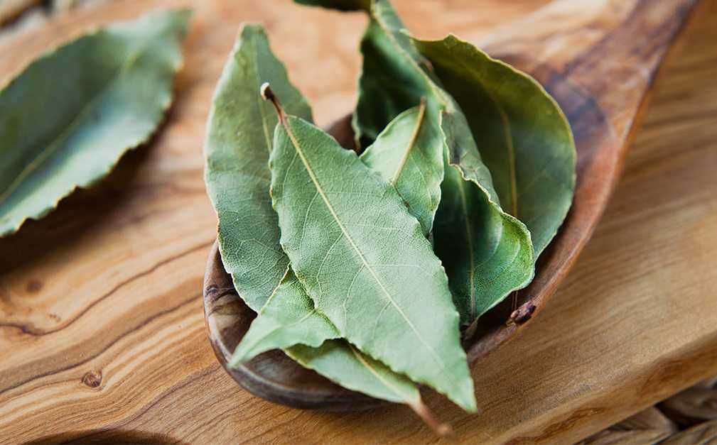 Loureiros enraizados e Folhas de Louro biológico