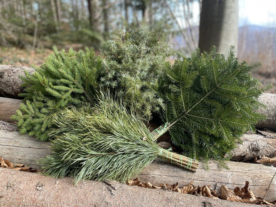 Віник для бані сауни хвойні: ялинка смерека сосна ялівець