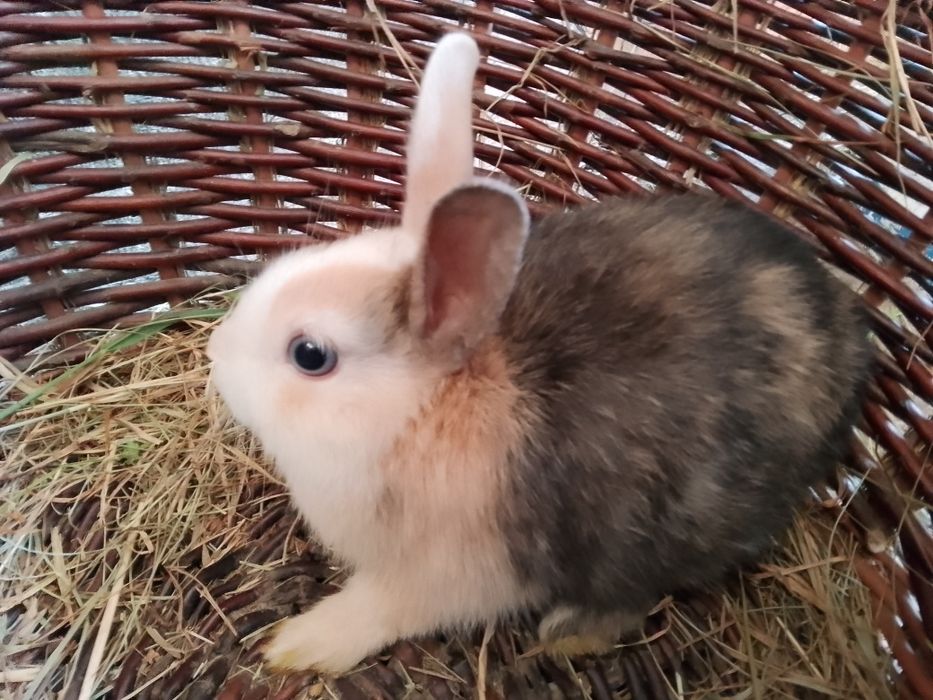 Króliczki miniaturki