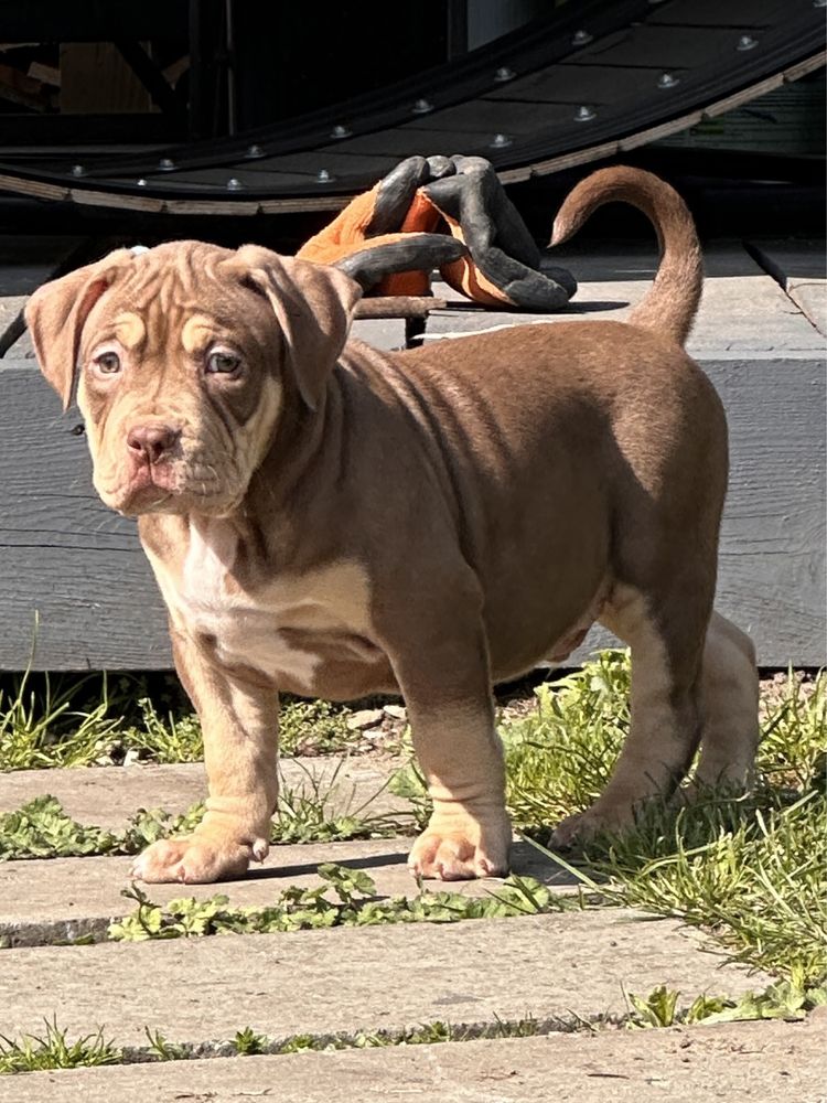 American Bully XL ABKC tri chocolate samiec