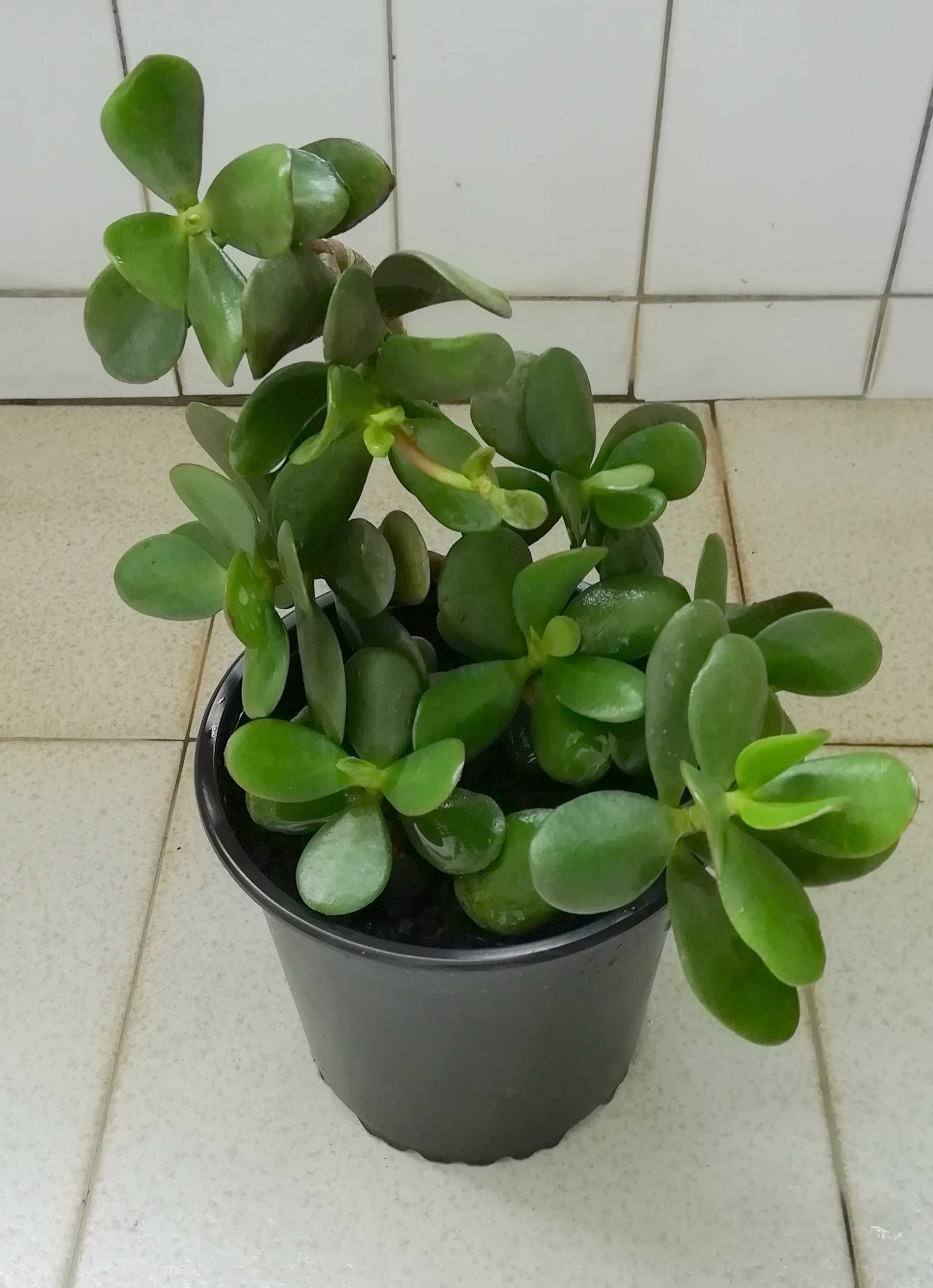 Planta Natural Jade (Crassula Ovata), atrai a sorte e o dinheiro