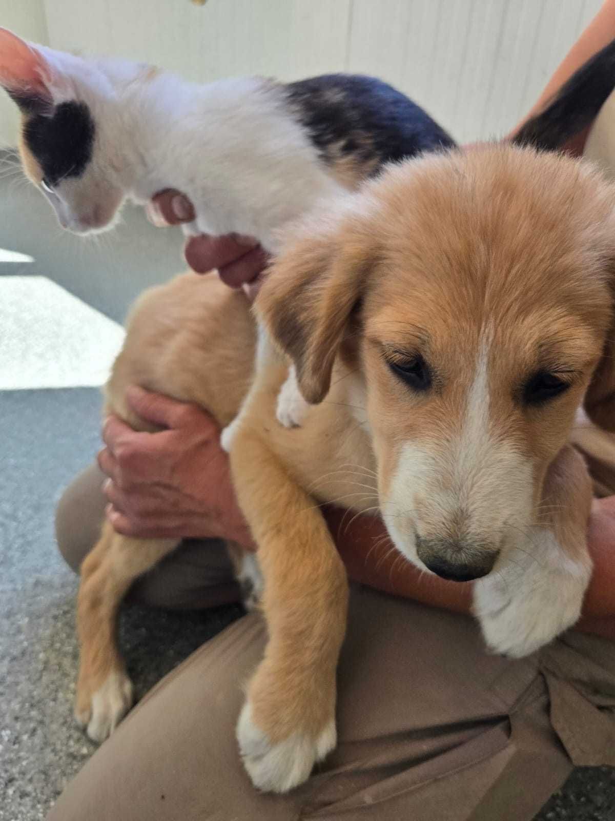PISTACJA 4  mies sunia do adopcji uratowana w Bułgarii