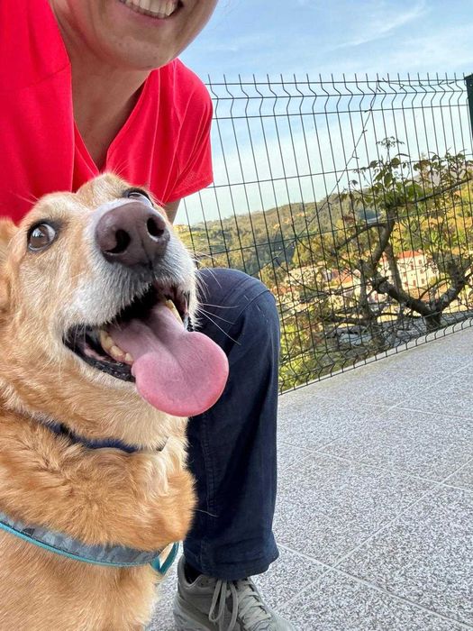 O melhor cão do mundo - porte pequeno