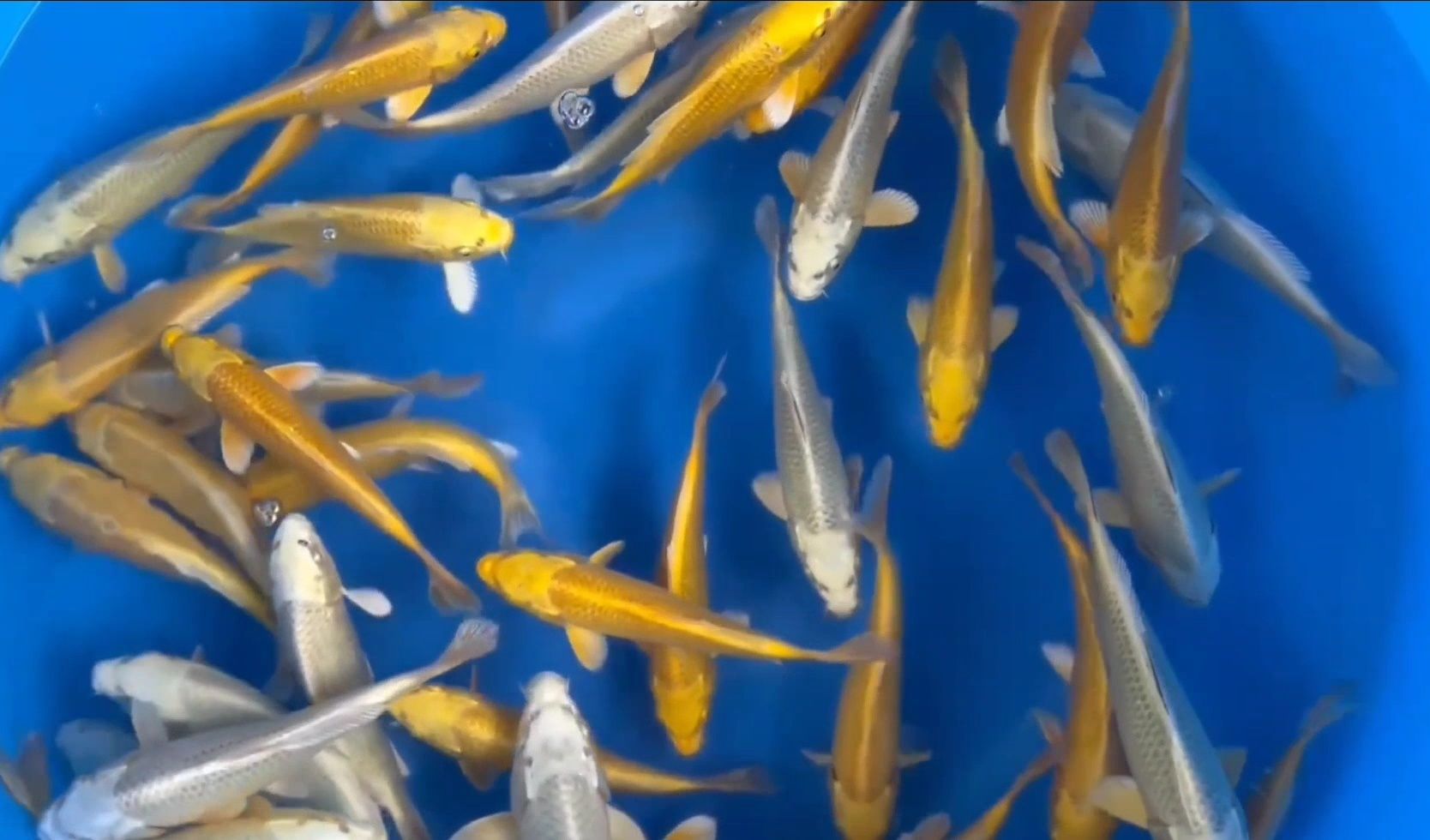 Carpas koi - Yamabuki/Mukashi 18-22cm