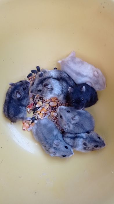 Крихітні гризунчики-попригунчики