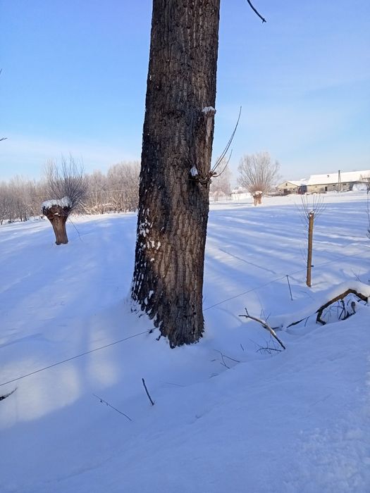 Topola drzewo na pniu