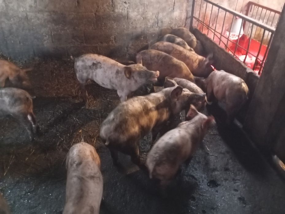 Продам свини на тримання
