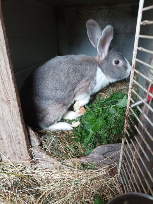 Królik,króliki,Samiec,Samica