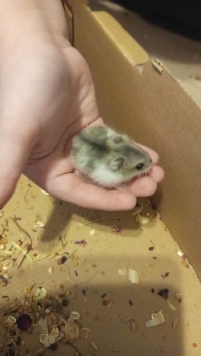 Chomiki młode 4tygodniowe