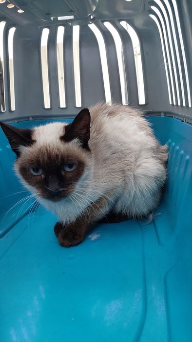 Ось таку кицю забрали з вулиці, голодна, худа. Приведемо до ладу.