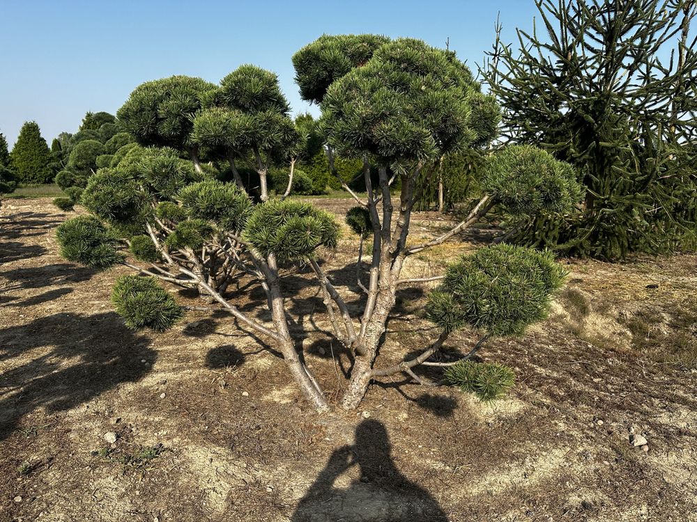 Bonsai-Niwaki formowane sosna cis jałowiec. Laurowiśnia jodła szmaragd