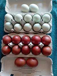 Jaja lęgowe kur marans i araukan ogoniastych