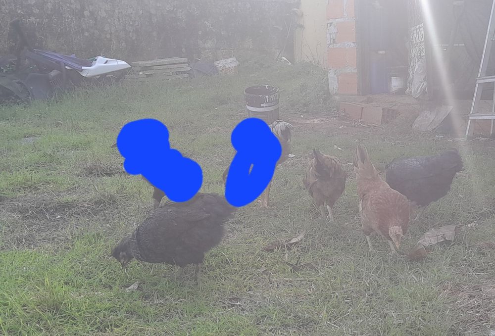 Garnisés fêmeas  sem raça defenida